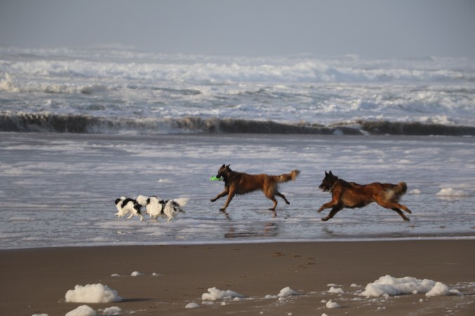 dogs running
