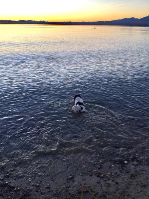 dog beach lake havasu