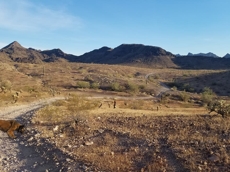 Q hiking with the dogs 2