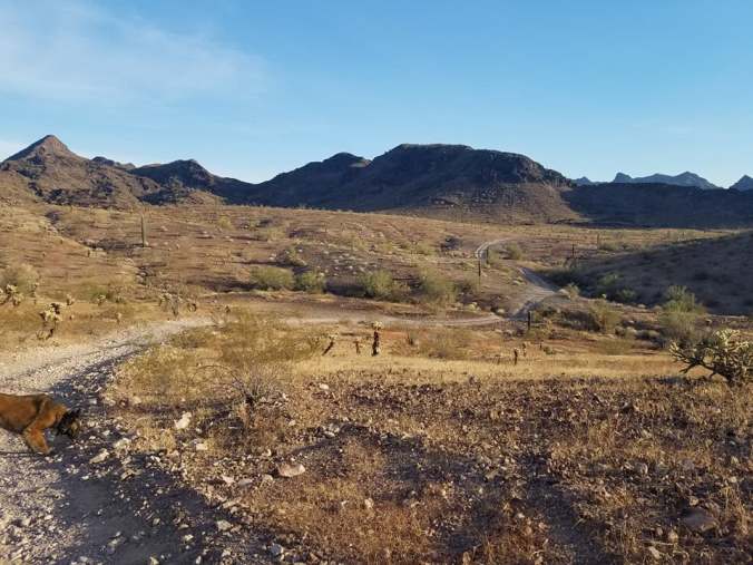 Q hiking with the dogs 2