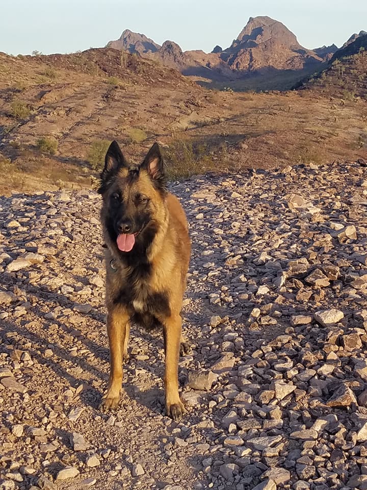 Q hiking with the dogs korda