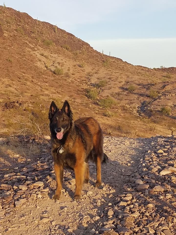 Q hiking with the dogs Kylie