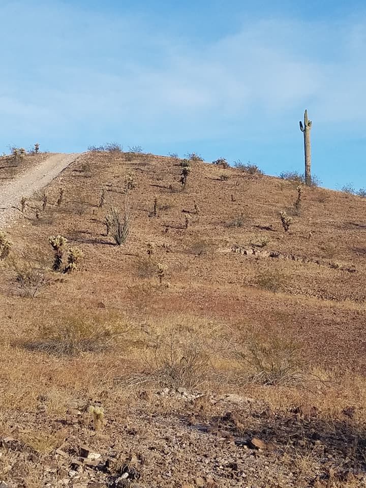 Q hiking with the dogs