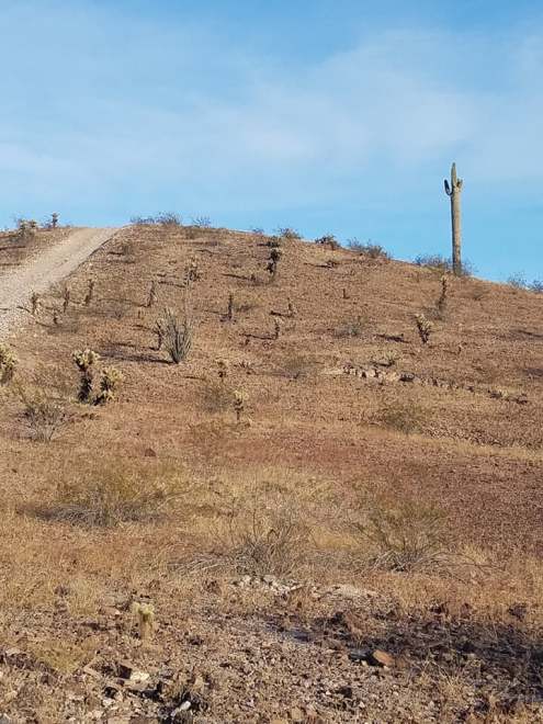 Q hiking with the dogs