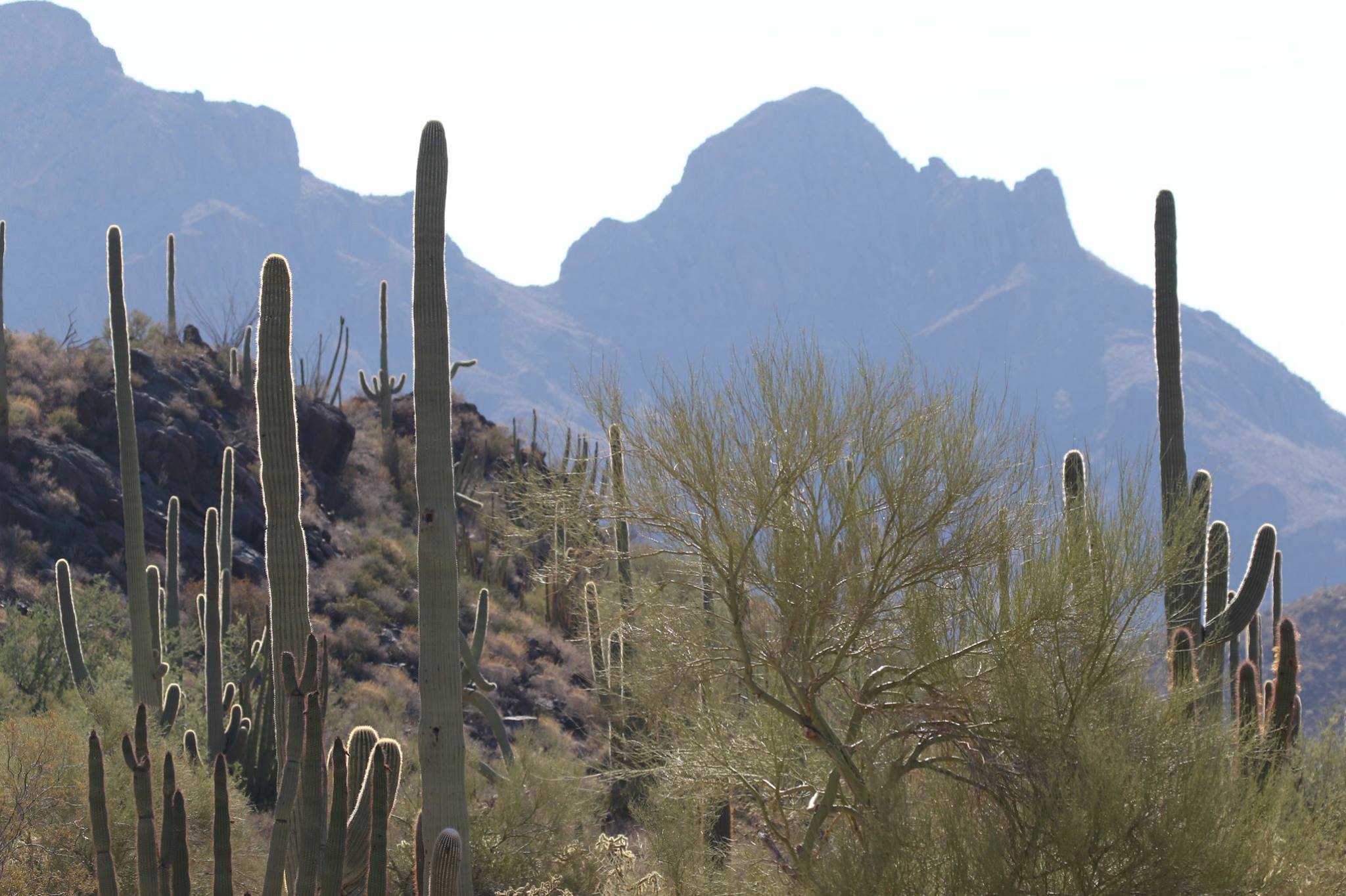 favorite organ pipe pics 1