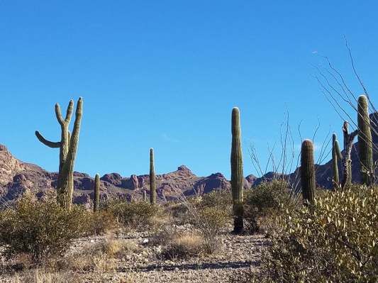 favorite organ pipe pics 10