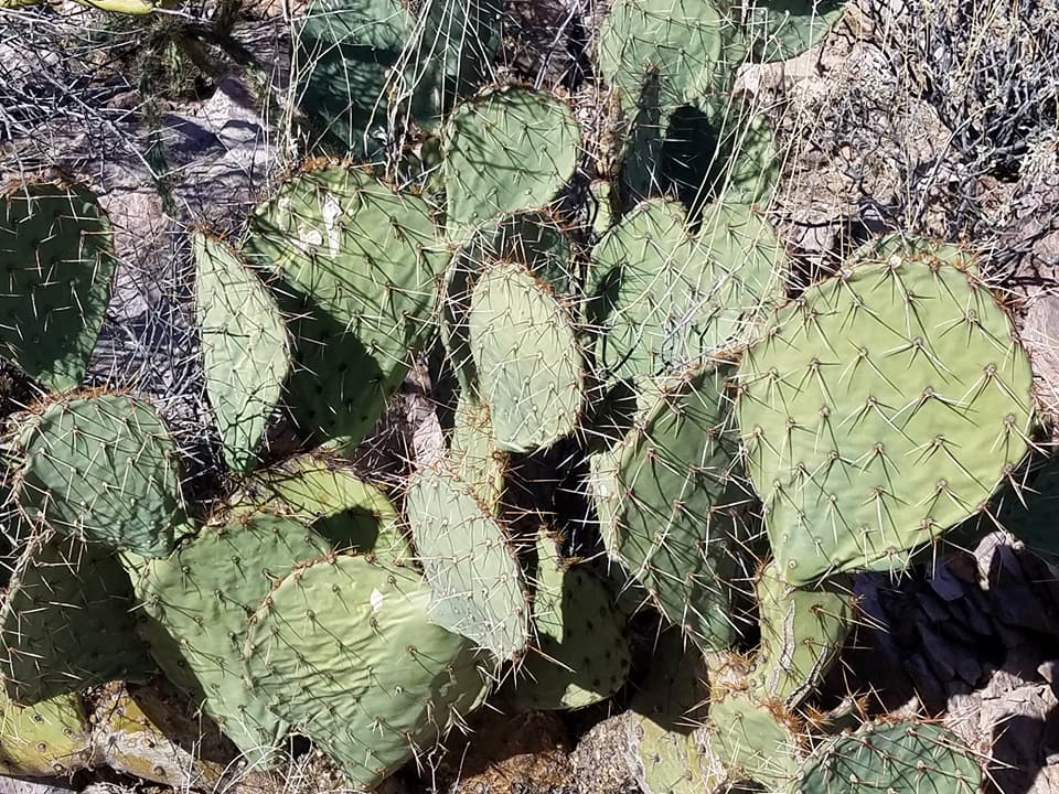favorite organ pipe pics 11