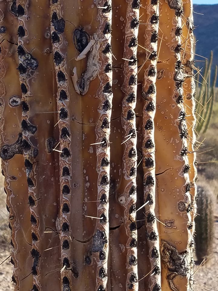 favorite organ pipe pics 13