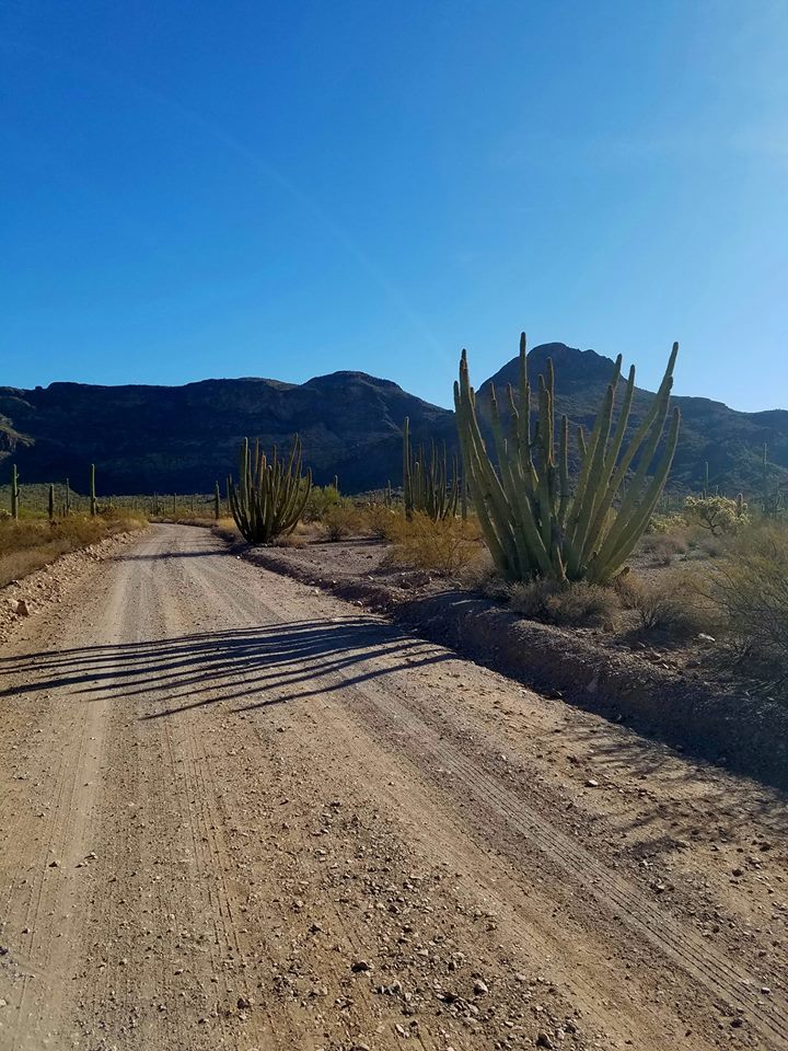 favorite organ pipe pics 14