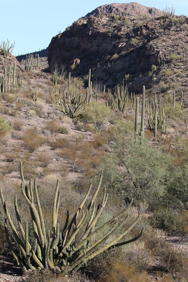 favorite organ pipe pics 2
