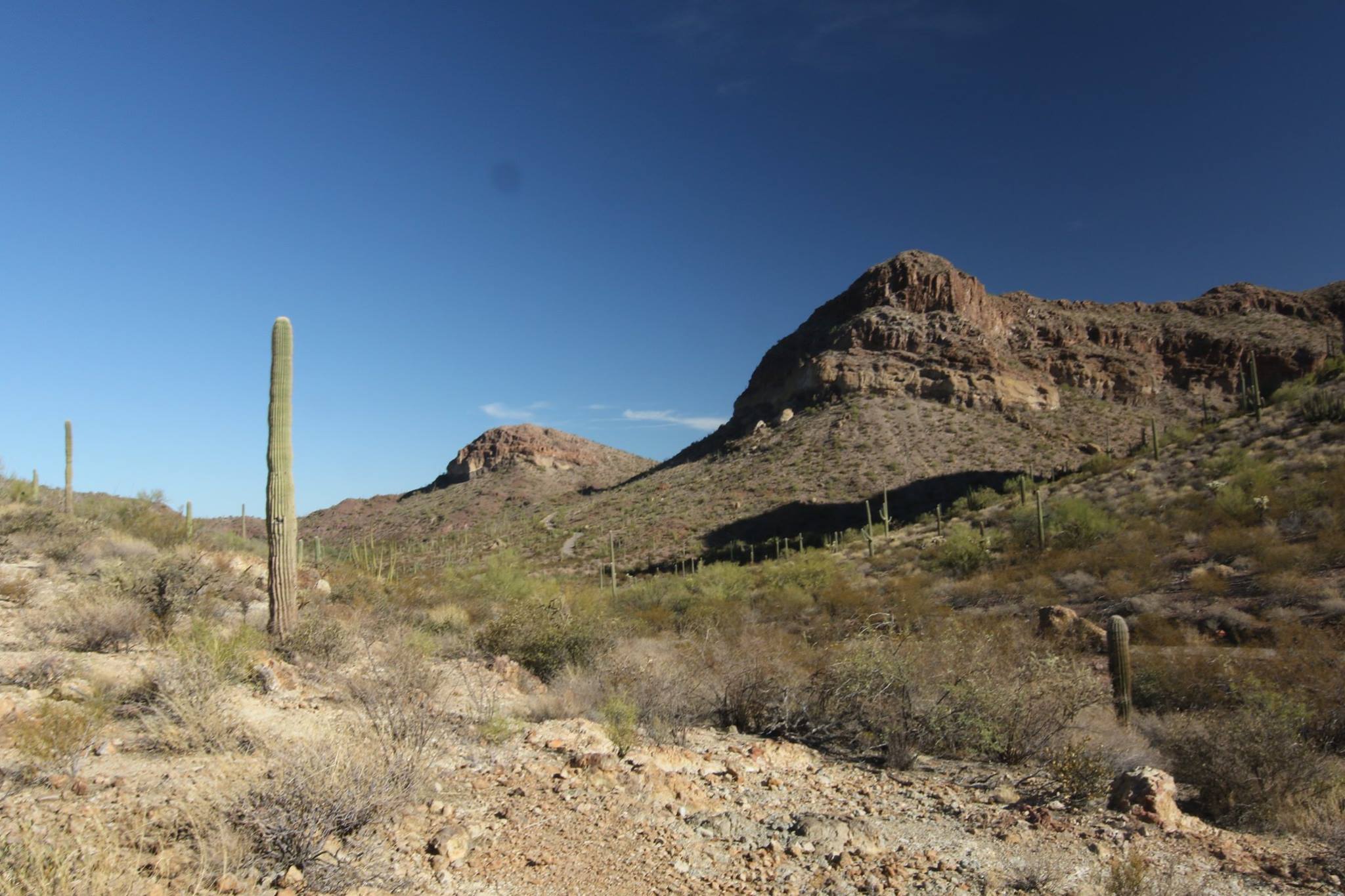 favorite organ pipe pics 3