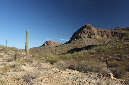 favorite organ pipe pics 3