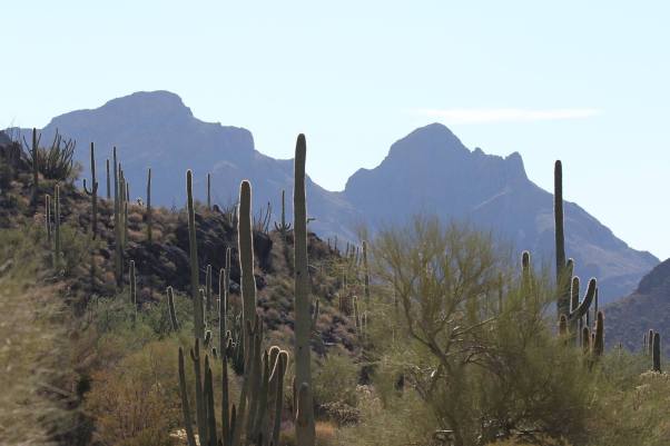 favorite organ pipe pics 7