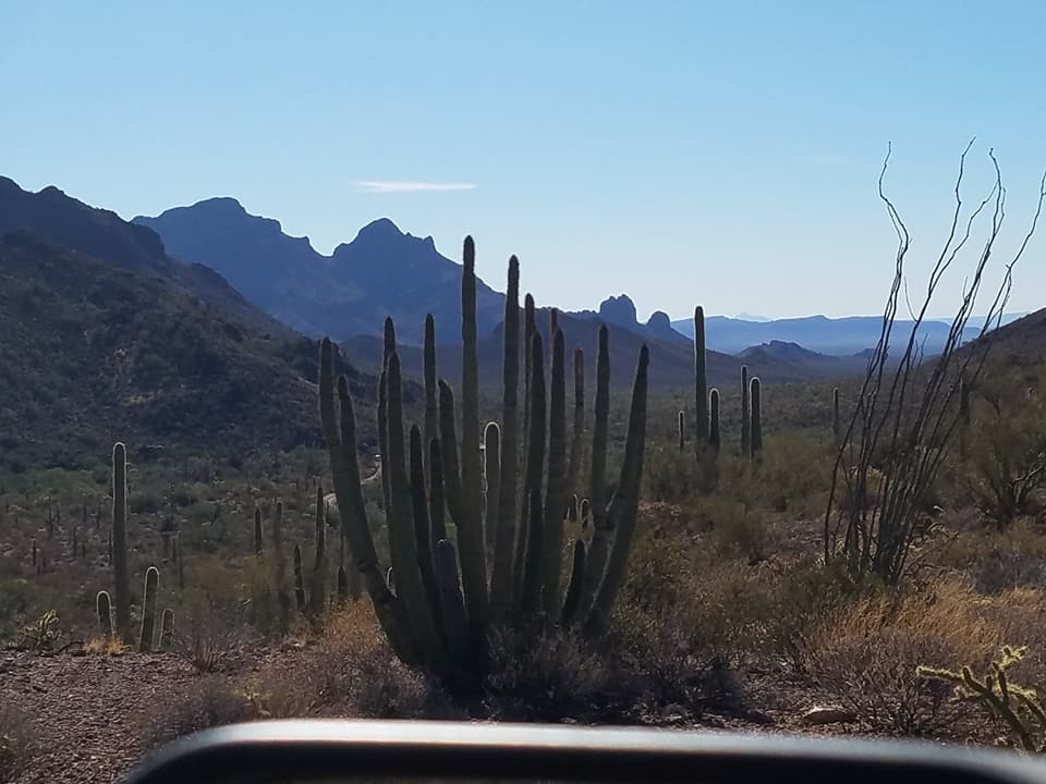 favorite organ pipe pics 8