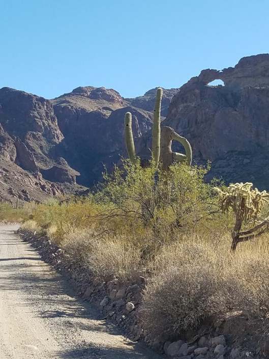 favorite organ pipe pics 9