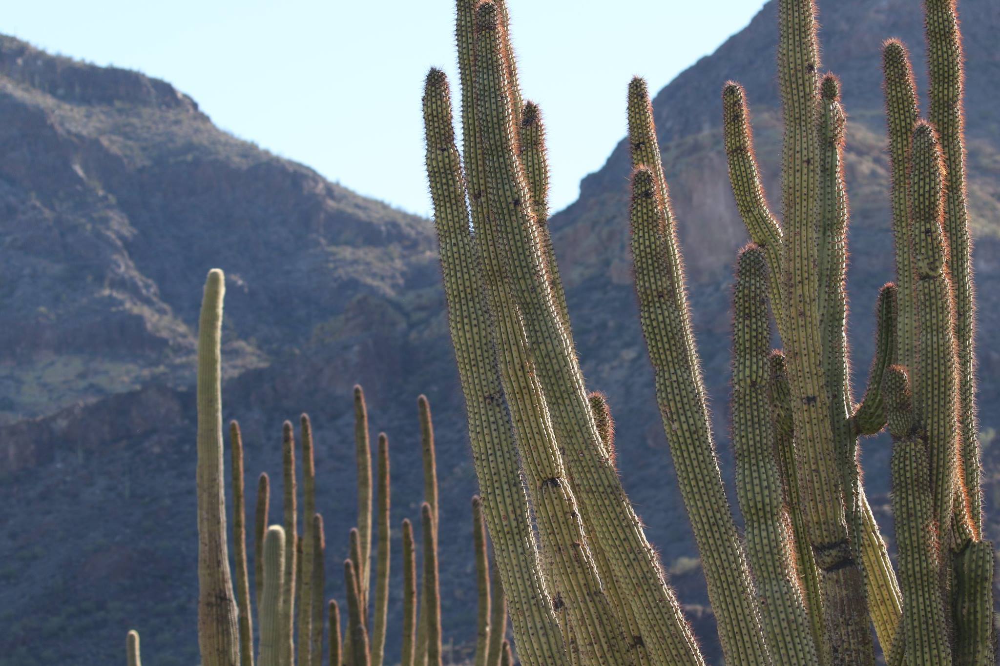 favorite organ pipe pics
