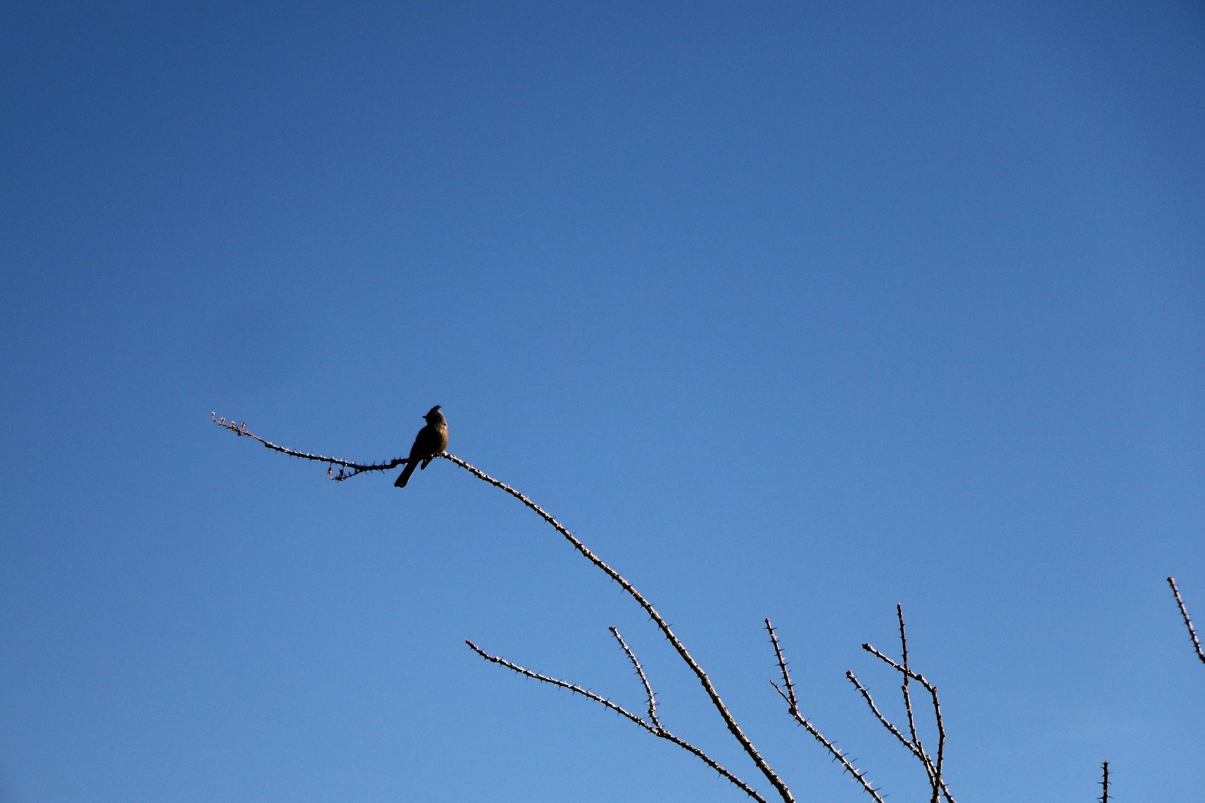 favorite organ pipe pics8