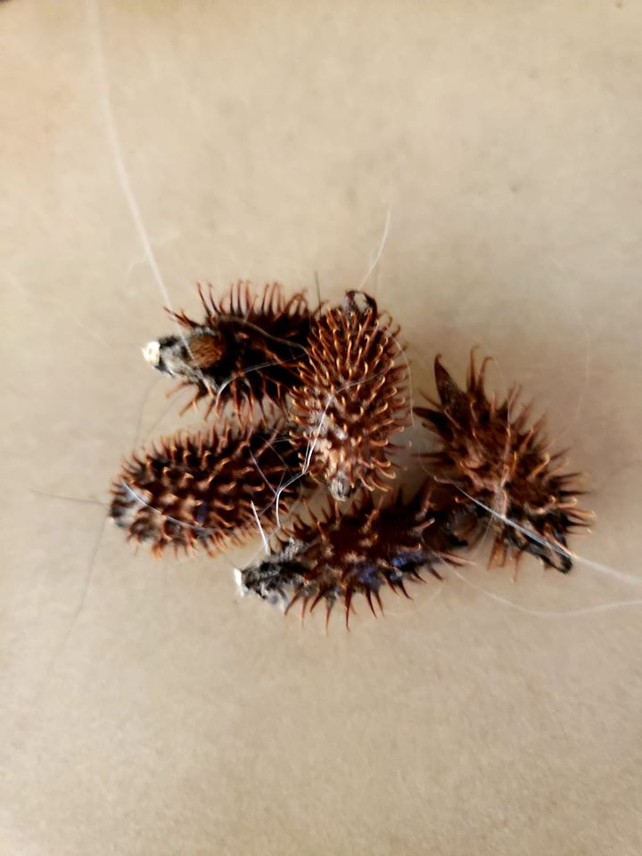 Black Butte COE OR 2