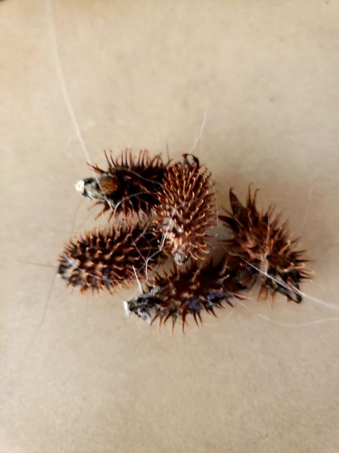 Black Butte COE OR 2