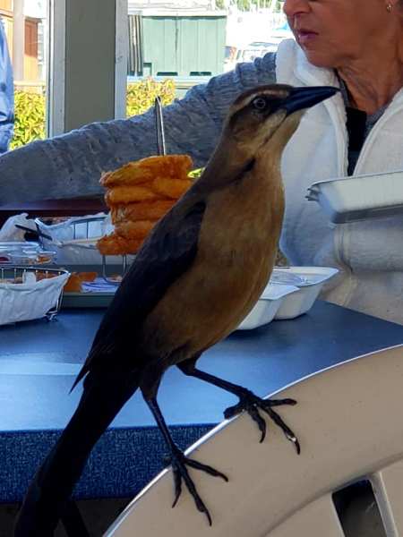 Andrias Seafood restaurant 3