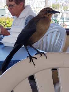 Andrias Seafood restaurant 4