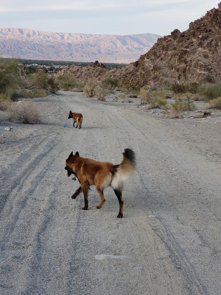 lake cahuilla dog walk 1