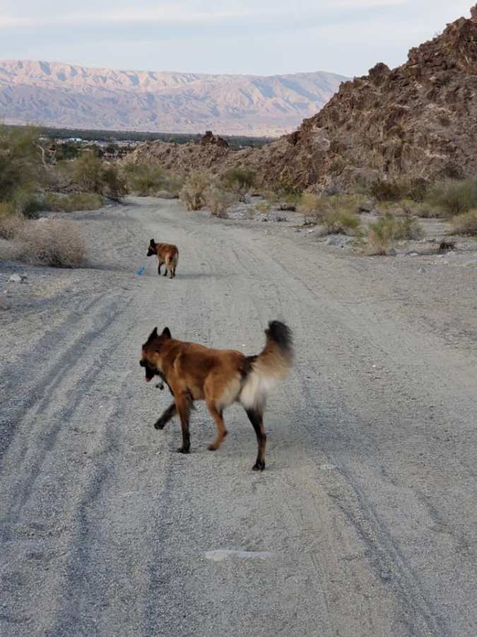 lake cahuilla dog walk 1