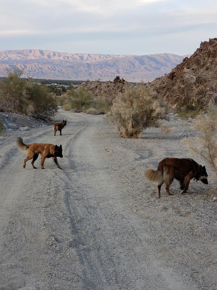 lake cahuilla dog walk