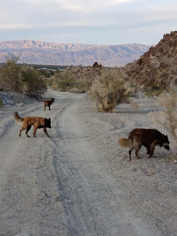 lake cahuilla dog walk