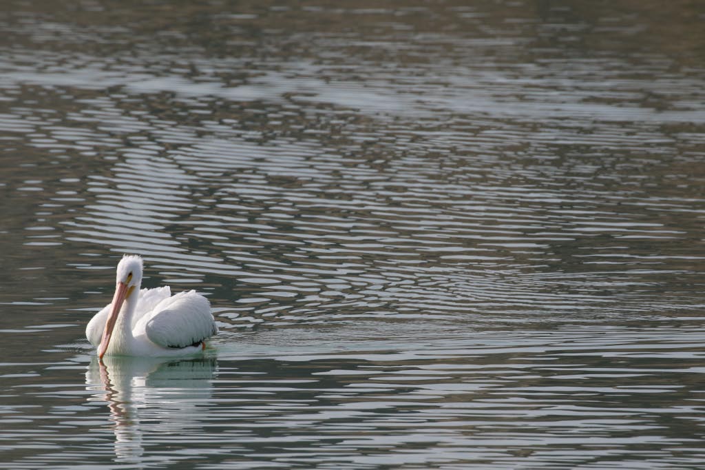 Lake Cahuilla Pelicans-04