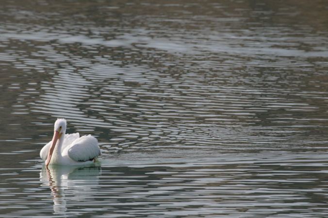 Lake Cahuilla Pelicans-04