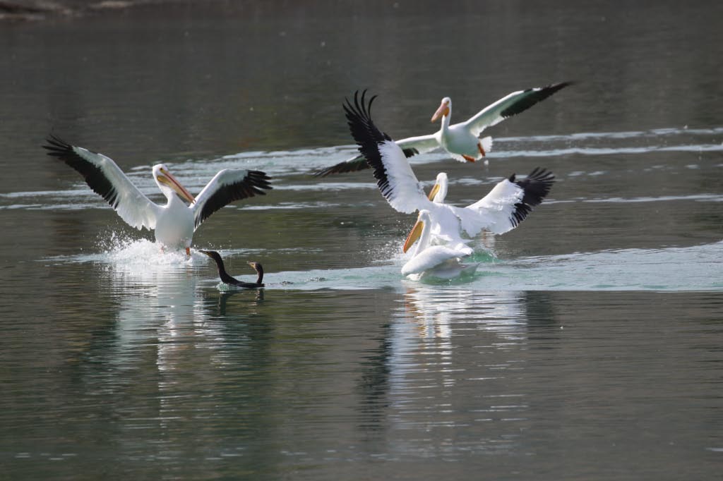 Lake Cahuilla Pelicans-08