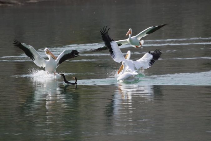 Lake Cahuilla Pelicans-08