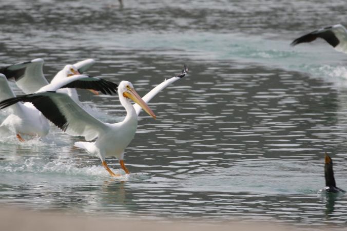 Lake Cahuilla Pelicans-15