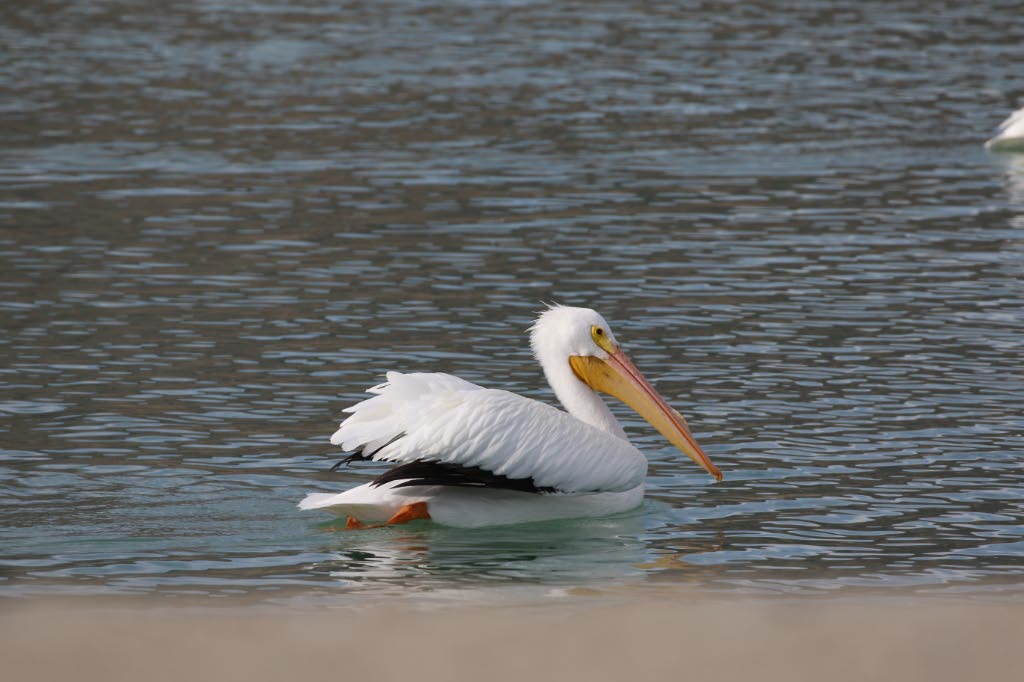 Lake Cahuilla Pelicans-16