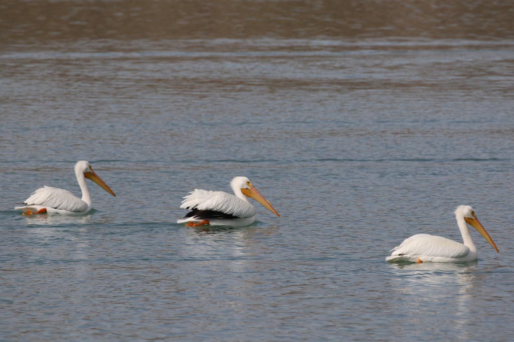 Lake Cahuilla Pelicans-17