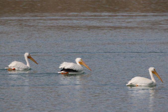 Lake Cahuilla Pelicans-17